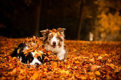 pet evacuation kits for fall