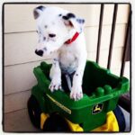 Therapy Dog Marshall Puppy Pic