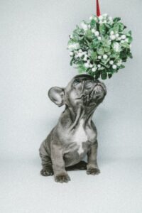 Mistletoe pup